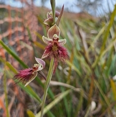 Calochilus paludosus at Windellama, NSW - suppressed