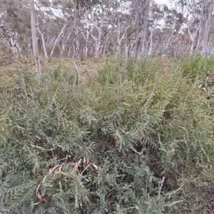 Bossiaea oligosperma at Windellama, NSW - 23 Oct 2024