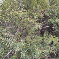 Bossiaea oligosperma (Few-seeded Bossiaea) at Windellama, NSW - 23 Oct 2024 by forest17178