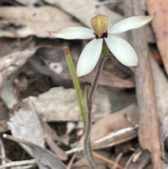 Caladenia cucullata (Lemon Caps) at Dalton, NSW - 23 Oct 2024 by JaneR