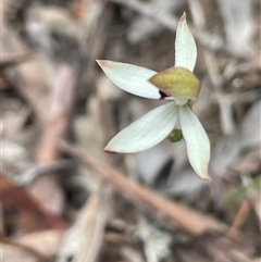 Caladenia cucullata at Dalton, NSW - 23 Oct 2024