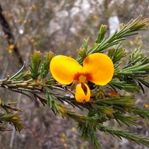 Dillwynia glaucula at Windellama, NSW - 23 Oct 2024