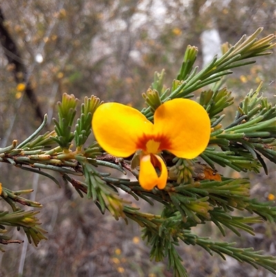 Dillwynia glaucula (Michelago Parrot-pea) at Windellama, NSW - 23 Oct 2024 by forest17178