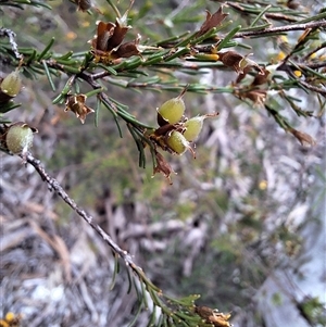 Dillwynia glaucula at Windellama, NSW - 23 Oct 2024