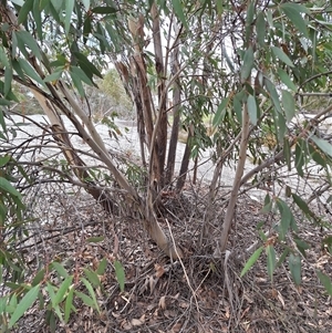 Eucalyptus gregsoniana at Oallen, NSW - 23 Oct 2024