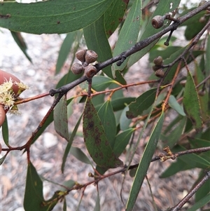 Eucalyptus gregsoniana at Oallen, NSW - 23 Oct 2024