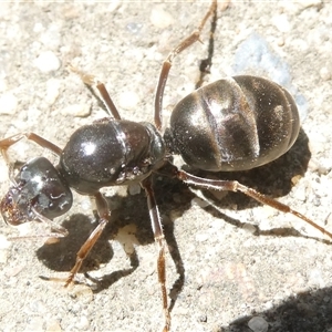 Iridomyrmex purpureus at Belconnen, ACT - 20 Oct 2024 12:20 PM