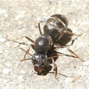 Iridomyrmex purpureus at Belconnen, ACT - 20 Oct 2024