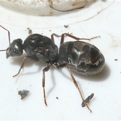 Iridomyrmex purpureus at Belconnen, ACT - 20 Oct 2024