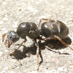 Iridomyrmex purpureus at Belconnen, ACT - 20 Oct 2024 12:20 PM