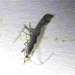 Plutella xylostella (Diamondback Moth) at Belconnen, ACT - 19 Oct 2024 by JohnGiacon