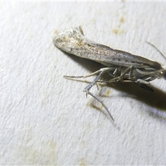 Plutella xylostella at Belconnen, ACT - 19 Oct 2024