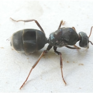 Iridomyrmex purpureus at Belconnen, ACT - 19 Oct 2024