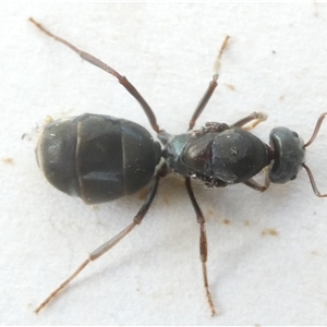 Iridomyrmex purpureus at Belconnen, ACT - 19 Oct 2024