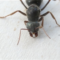 Iridomyrmex purpureus at Belconnen, ACT - 19 Oct 2024