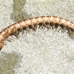 Paradoxosomatidae sp. (family) (Millipede) at Belconnen, ACT - 20 Oct 2024 by JohnGiacon