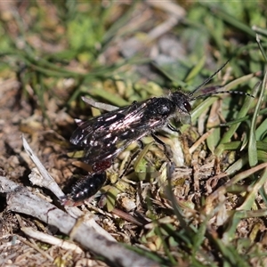 Thynninae (subfamily) at Crackenback, NSW - 9 Oct 2024 02:59 PM