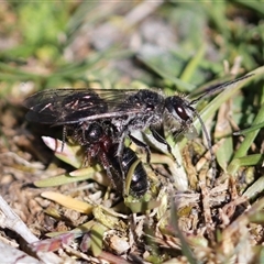 Thynninae (subfamily) at Crackenback, NSW - 9 Oct 2024 02:59 PM