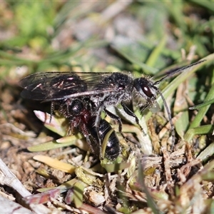 Thynninae (subfamily) at Crackenback, NSW - 9 Oct 2024