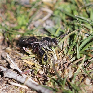 Thynninae (subfamily) at Crackenback, NSW - 9 Oct 2024 02:59 PM