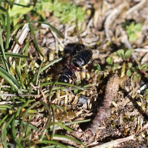 Thynninae (subfamily) at Crackenback, NSW - 9 Oct 2024