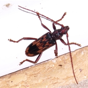 Phoracantha synonyma at Wanniassa, ACT - 22 Oct 2024