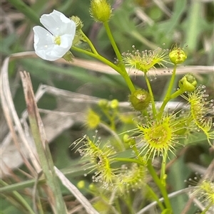 Drosera gunniana at Gunning, NSW - 23 Oct 2024 01:21 PM