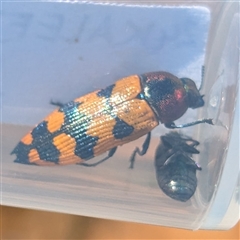 Castiarina quadrifasciata at Kalbarri National Park, WA - 23 Oct 2024 by HelenCross