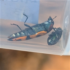 Castiarina quadrifasciata at Kalbarri National Park, WA - 23 Oct 2024