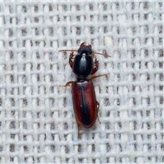 Clivina basalis (A carab beetle) at Harrison, ACT - 22 Oct 2024 by DPRees125