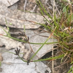 Schoenus apogon (Common Bog Sedge) at Gunning, NSW - 23 Oct 2024 by JaneR