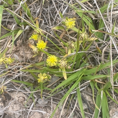 Triptilodiscus pygmaeus (Annual Daisy) at Gunning, NSW - 23 Oct 2024 by JaneR