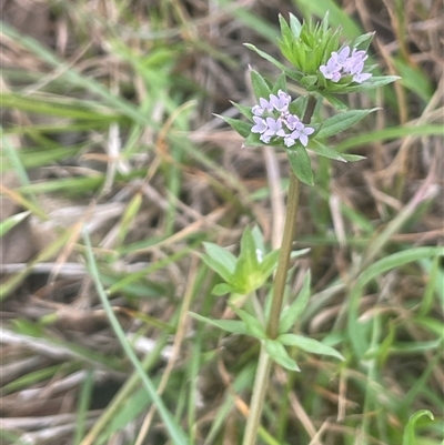 Sherardia arvensis (Field Madder) at Gunning, NSW - 23 Oct 2024 by JaneR