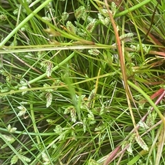 Isolepis levynsiana (Tiny Flat-sedge) at Gunning, NSW - 23 Oct 2024 by JaneR