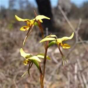 Diuris sulphurea at Gundary, NSW - suppressed