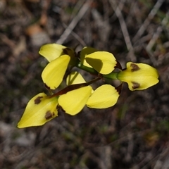 Diuris sulphurea at Gundary, NSW - suppressed