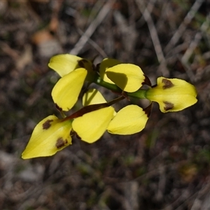 Diuris sulphurea at Gundary, NSW - 20 Oct 2024