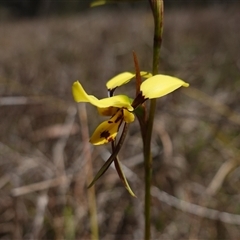 Diuris sulphurea at Gundary, NSW - suppressed