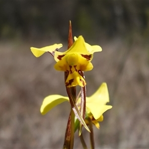 Diuris sulphurea at Gundary, NSW - suppressed