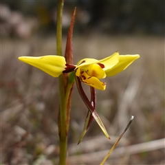 Diuris sulphurea at Gundary, NSW - suppressed