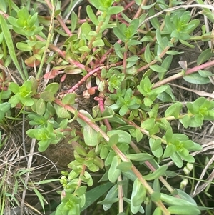 Lythrum hyssopifolia at Gunning, NSW - 23 Oct 2024 01:39 PM