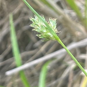 Carex inversa at Gunning, NSW - 23 Oct 2024 01:40 PM