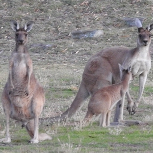 Macropus fuliginosus at Kalbarri, WA by HelenCross