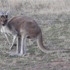 Macropus fuliginosus at Kalbarri, WA - 21 Oct 2024 08:42 PM