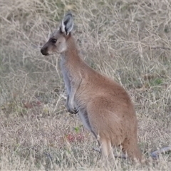 Macropus fuliginosus at Kalbarri, WA - 21 Oct 2024 08:42 PM