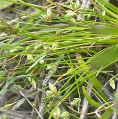 Isolepis cernua (Slender Clubrush) at Gunning, NSW - 23 Oct 2024 by JaneR