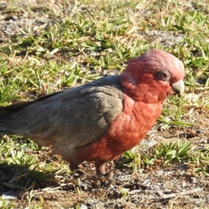 Eolophus roseicapilla (Galah) at Kalbarri, WA by HelenCross