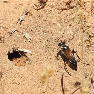 Sphex sp. (genus) at Kalbarri, WA by HelenCross