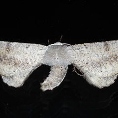 Circopetes obtusata (Grey Twisted Moth) at Rosedale, NSW - 22 Oct 2024 by jb2602