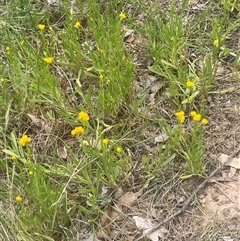 Chrysocephalum apiculatum (Common Everlasting) at Gunning, NSW - 23 Oct 2024 by JaneR